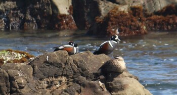 シノリガモ 平磯海岸 2022年3月12日(土)