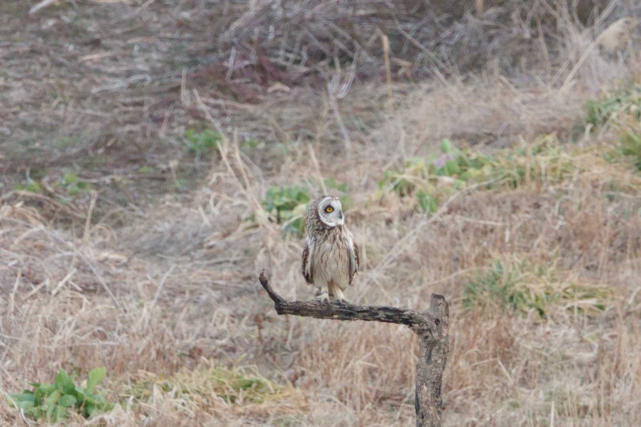 Short-eared Owl