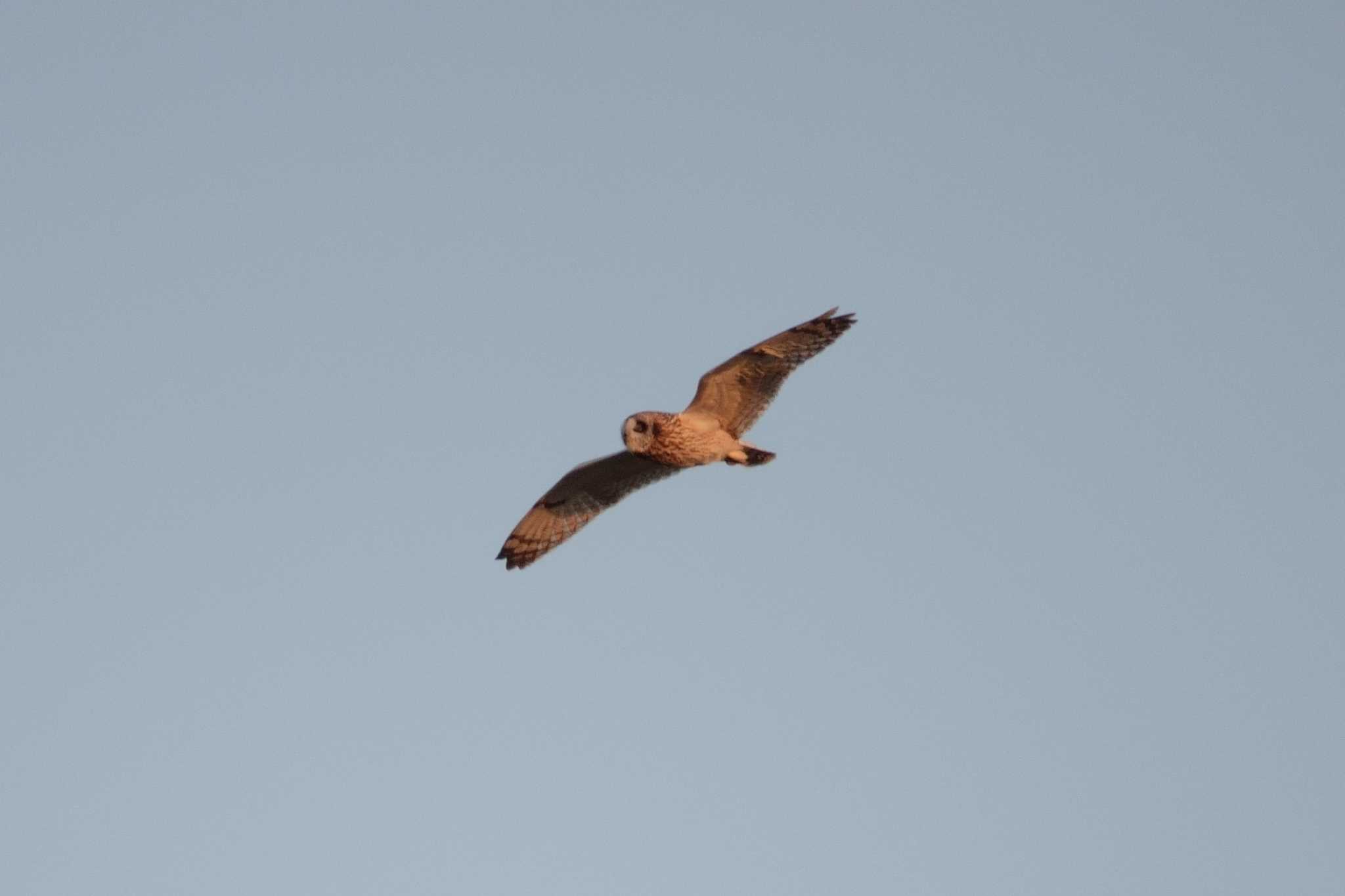 Short-eared Owl