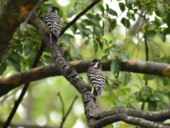 Japanese Pygmy Woodpecker Unknown Spots Wed, 10/18/2017