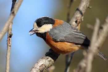 Varied Tit Kyoto Gyoen Fri, 2/25/2022