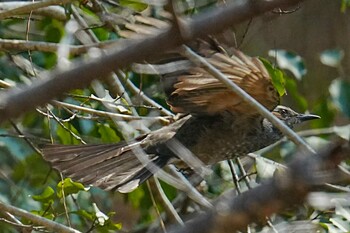 2022年3月12日(土) くろんど園地の野鳥観察記録