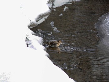 タシギ 兵庫県豊岡市 2006年1月9日(月)