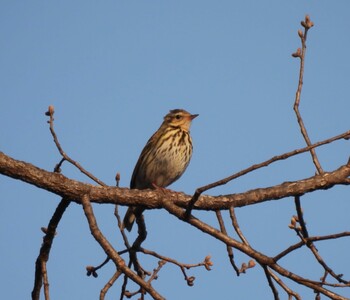 Olive-backed Pipit Ooaso Wild Bird Forest Park Sat, 3/12/2022