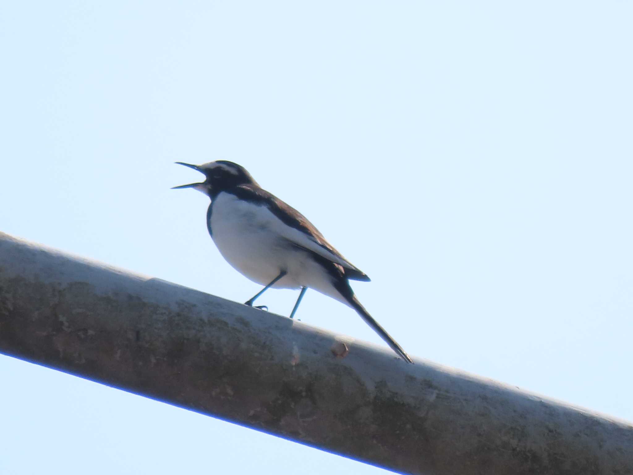 Japanese Wagtail