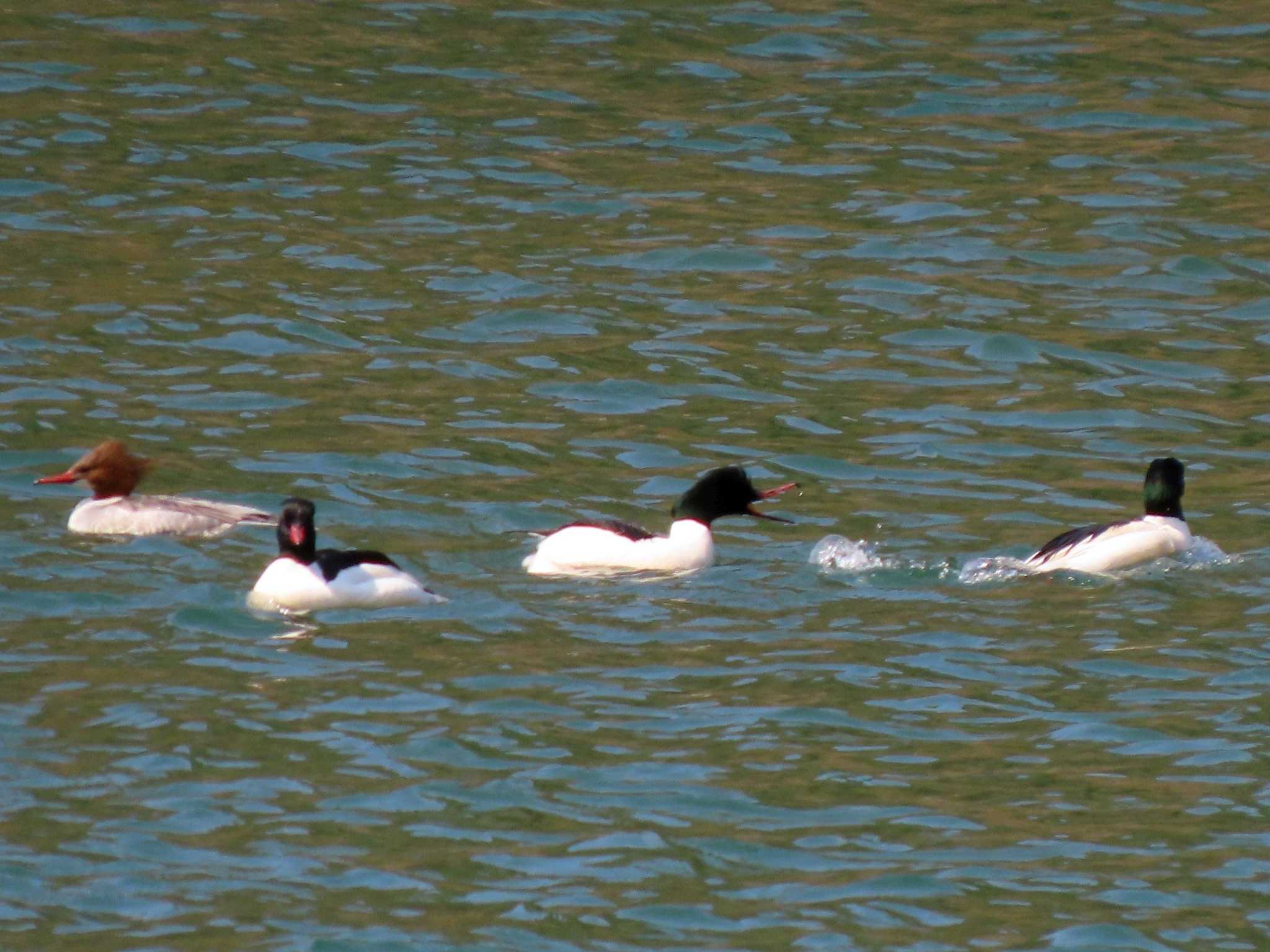 Photo of Common Merganser at 矢作川 by OHモリ