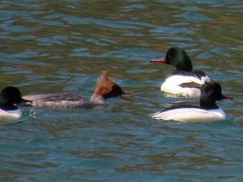 Sat, 3/12/2022 Birding report at 矢作川