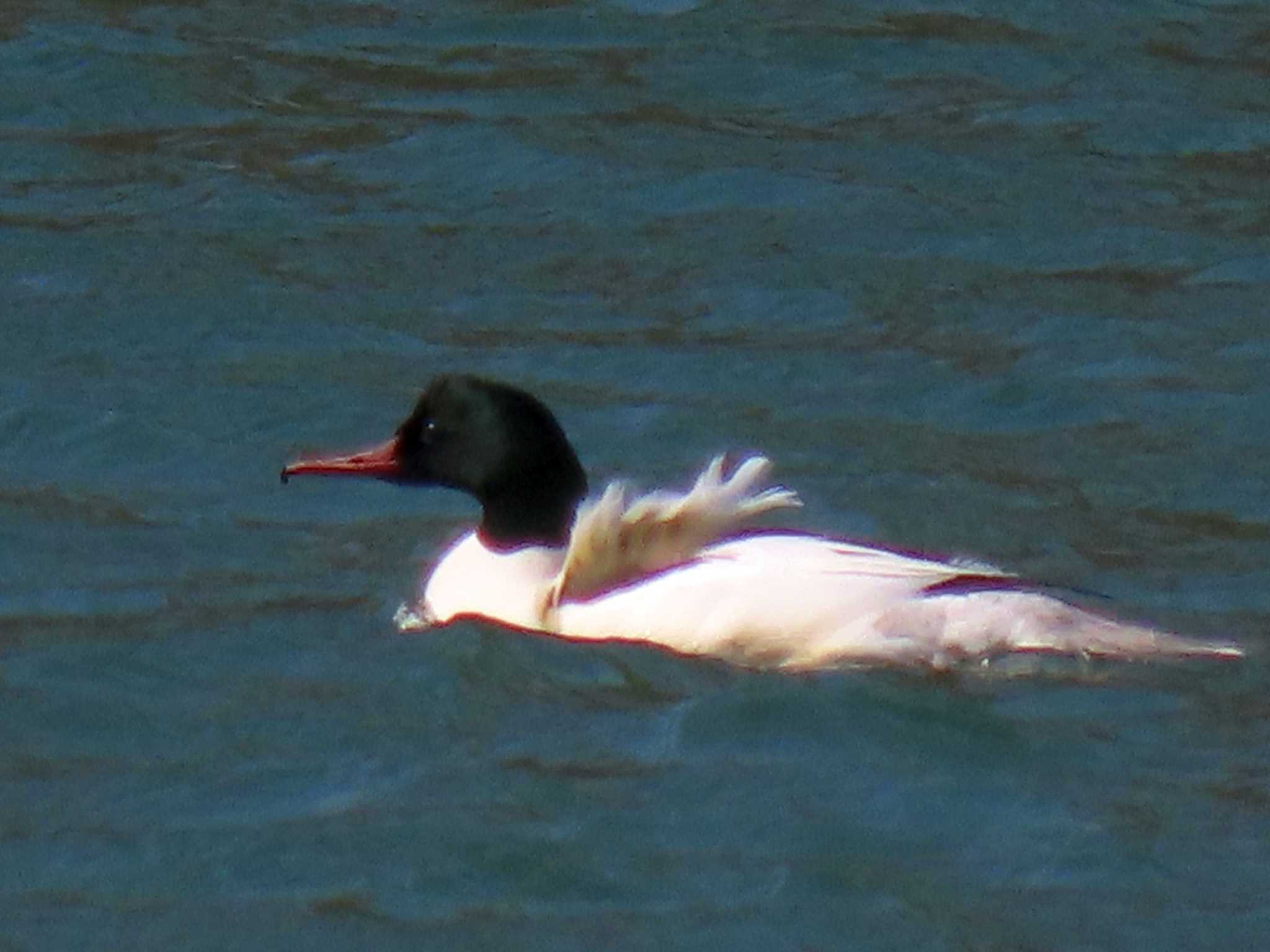 Common Merganser