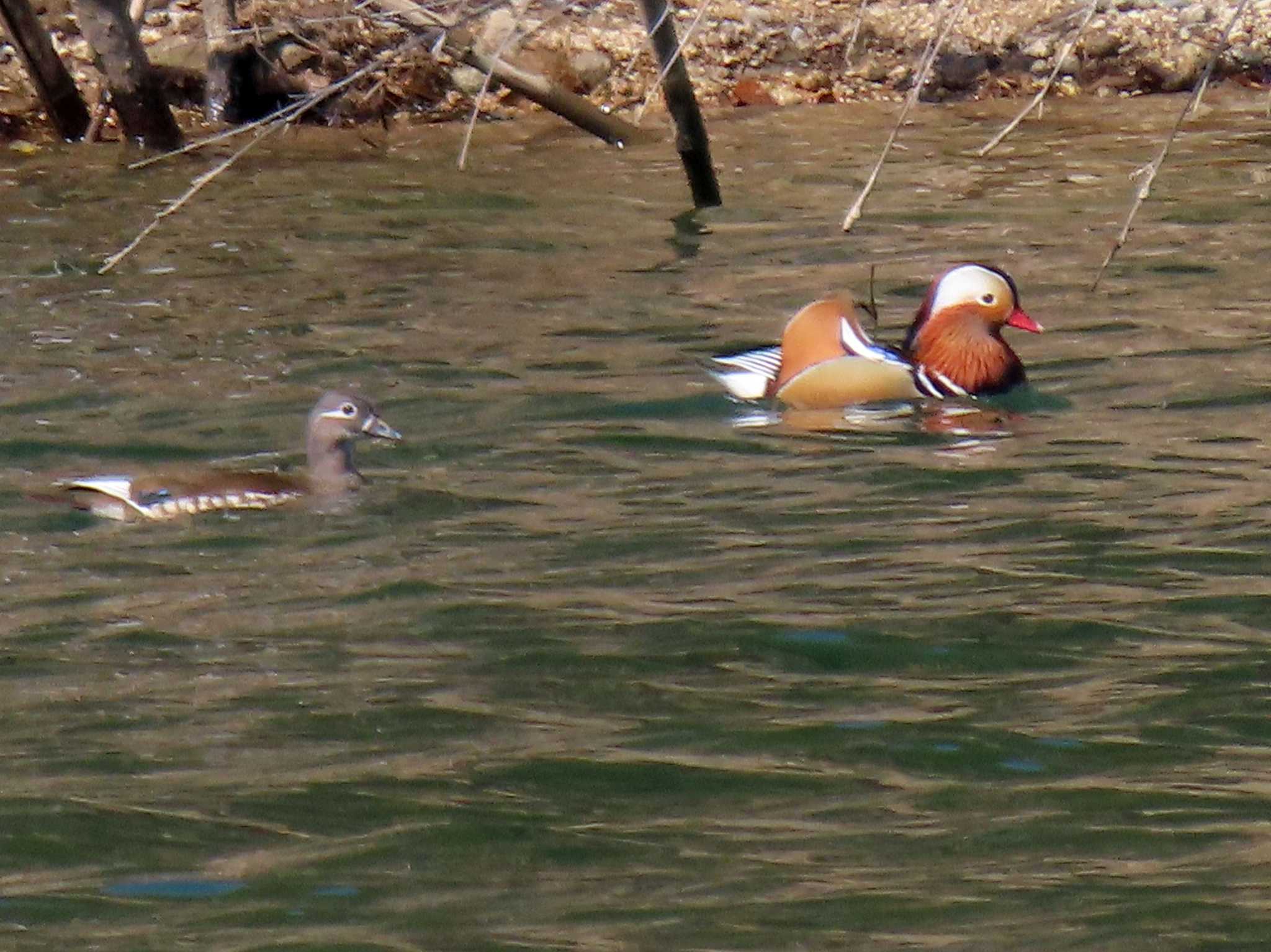 Mandarin Duck