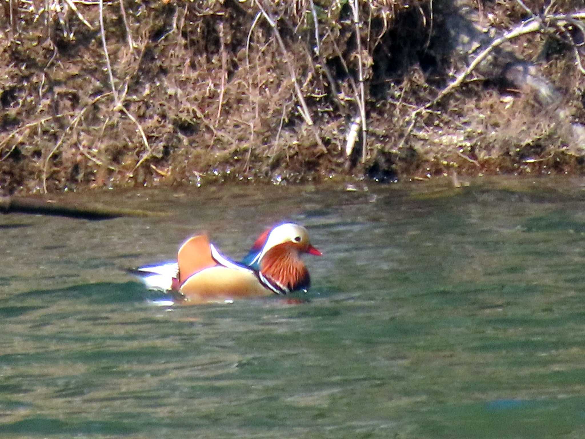 Photo of Mandarin Duck at 矢作川 by OHモリ