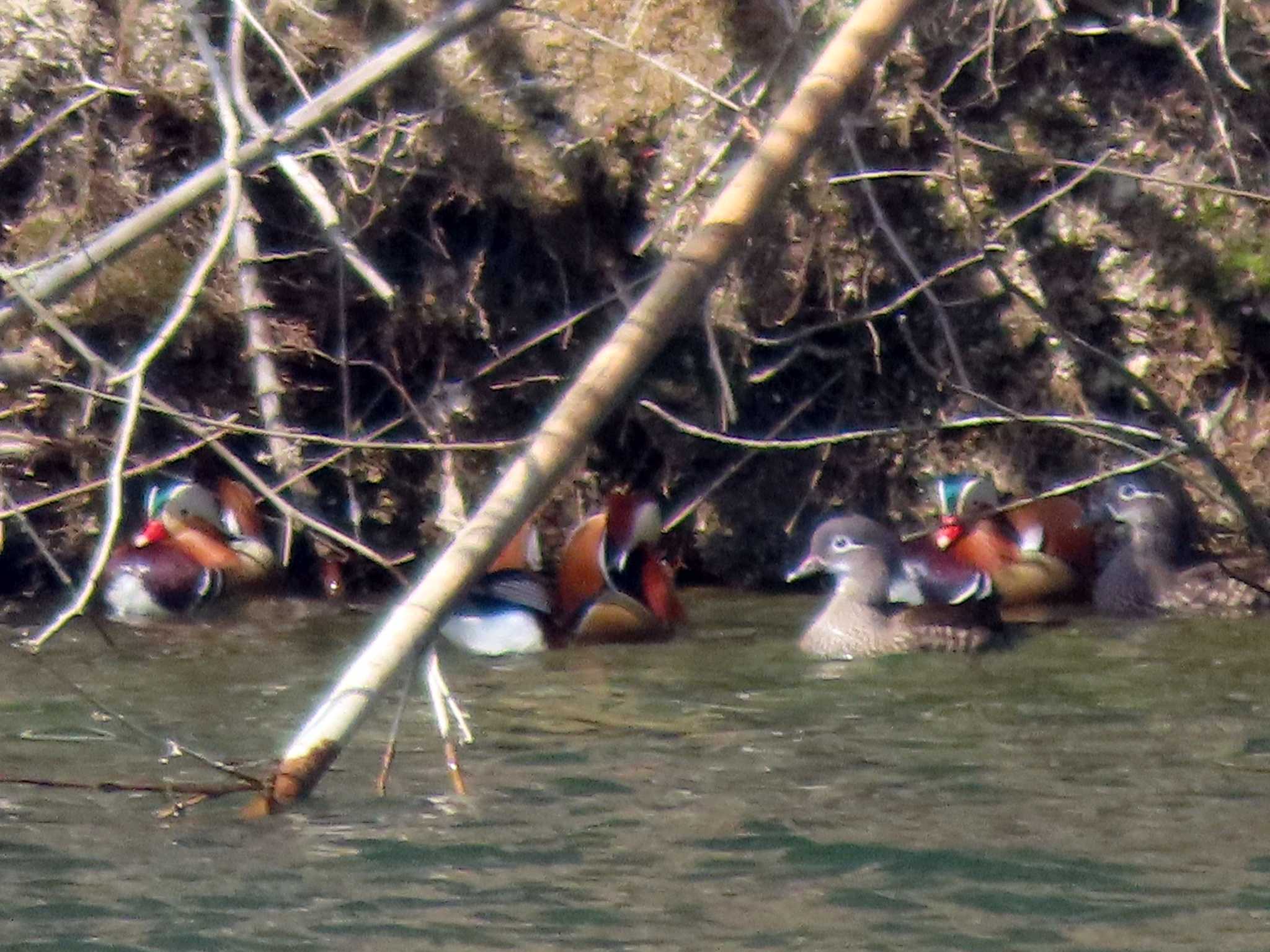 Mandarin Duck