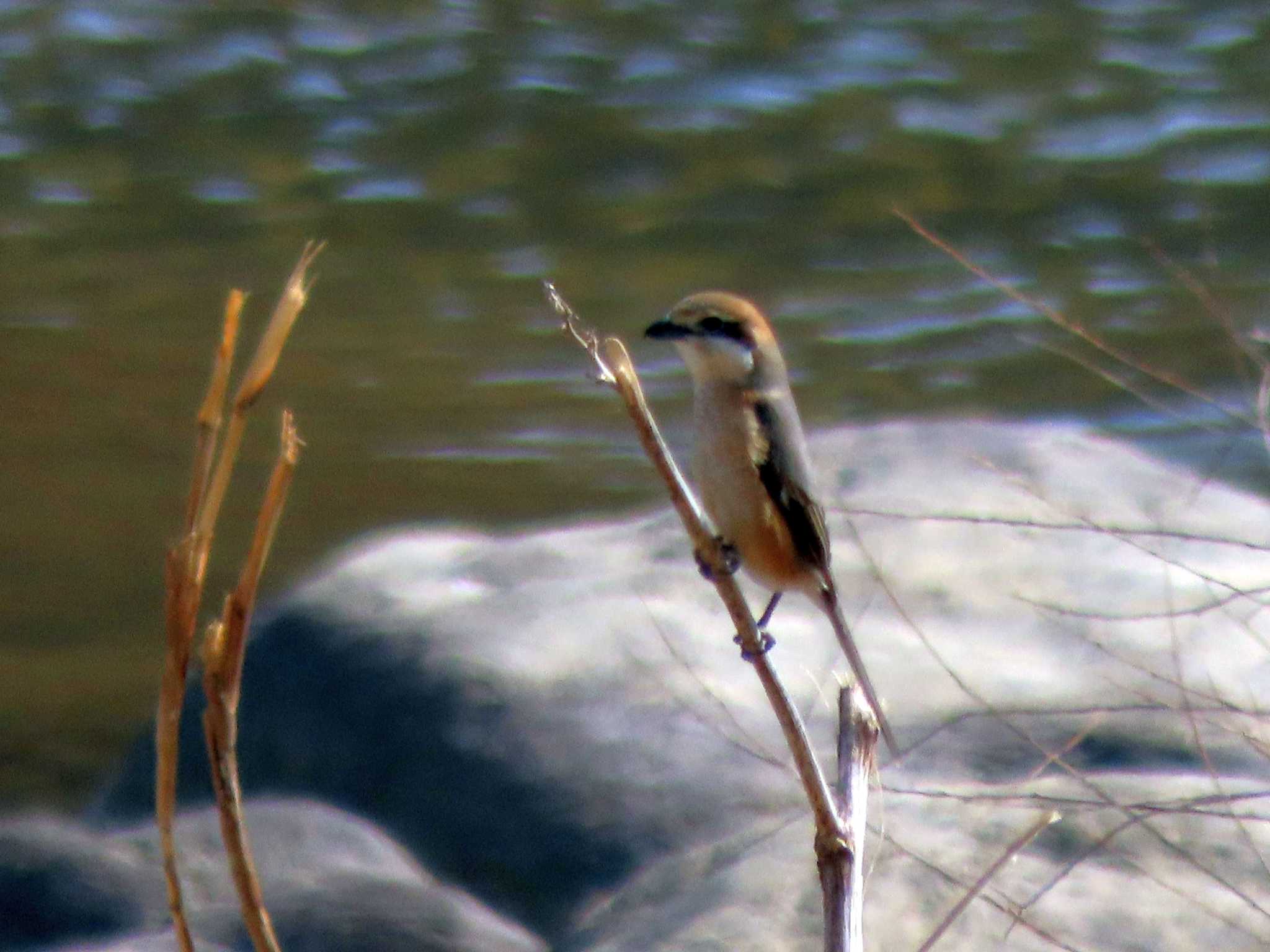 Photo of Bull-headed Shrike at 矢作川 by OHモリ