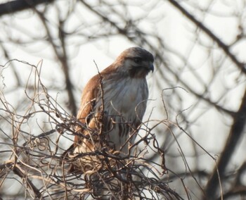 Eastern Buzzard Ooaso Wild Bird Forest Park Sat, 3/12/2022