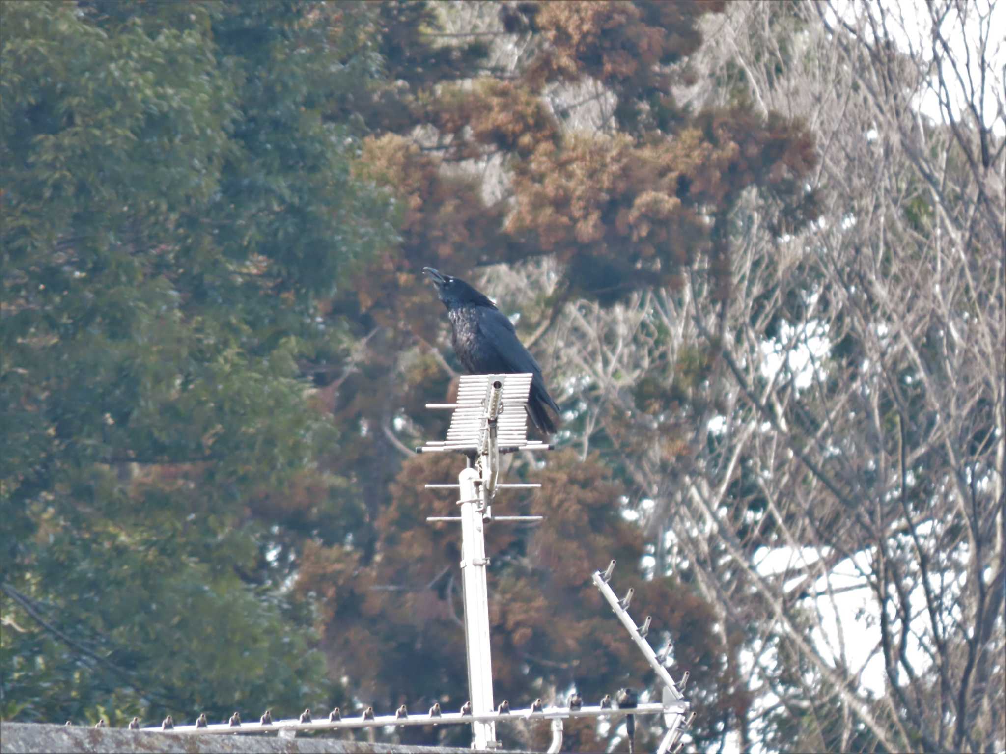 21世紀の森と広場(千葉県松戸市) ハシボソガラスの写真 by のぐち