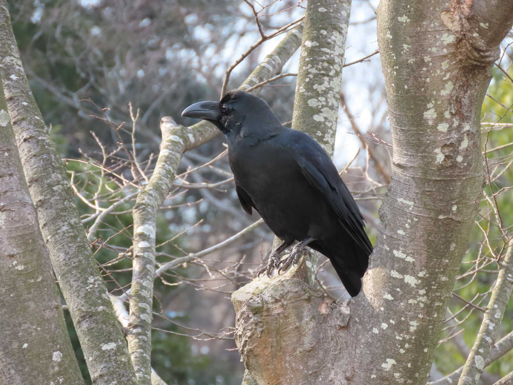 21世紀の森と広場(千葉県松戸市) ハシブトガラスの写真 by のぐち