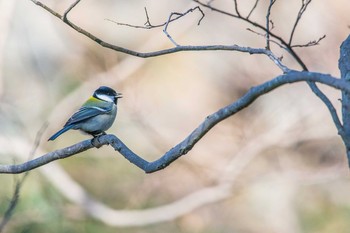 シジュウカラ 明石公園 2017年2月4日(土)