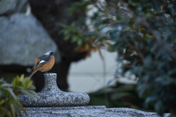 ジョウビタキ 船橋市 2022年1月20日(木)