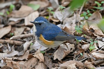 Red-flanked Bluetail Kinuta Park Sat, 3/12/2022