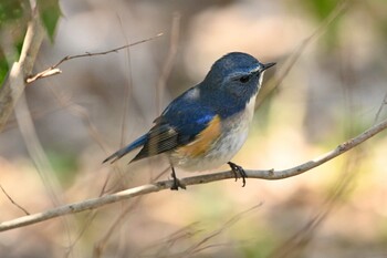 Red-flanked Bluetail Kinuta Park Sat, 3/12/2022