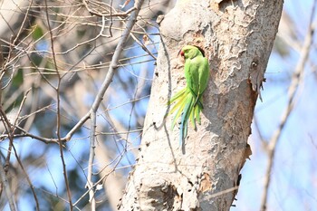 Indian Rose-necked Parakeet Kinuta Park Sat, 3/12/2022