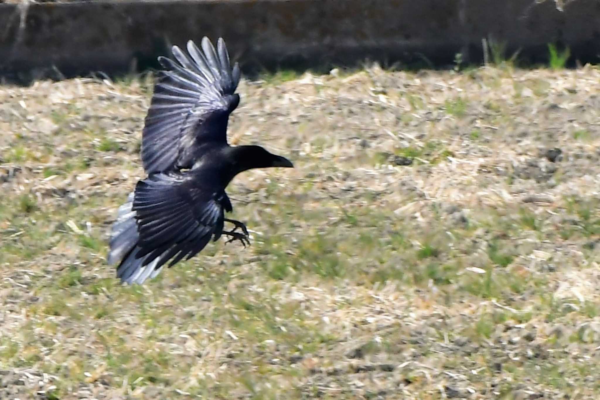 Photo of Carrion Crow at 近所の田んぼ by とらねこ