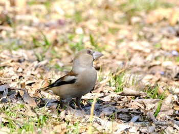 Hawfinch まつぶし緑の丘公園 Sat, 3/12/2022