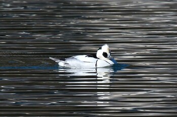 Smew 甲府市 Wed, 2/23/2022