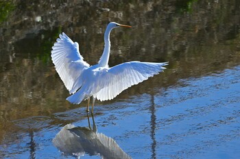 Great Egret 甲府市 Sun, 3/6/2022