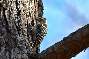 Japanese Pygmy Woodpecker 笛吹市 Mon, 2/21/2022