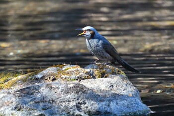 Brown-eared Bulbul 甲府市 Mon, 2/21/2022