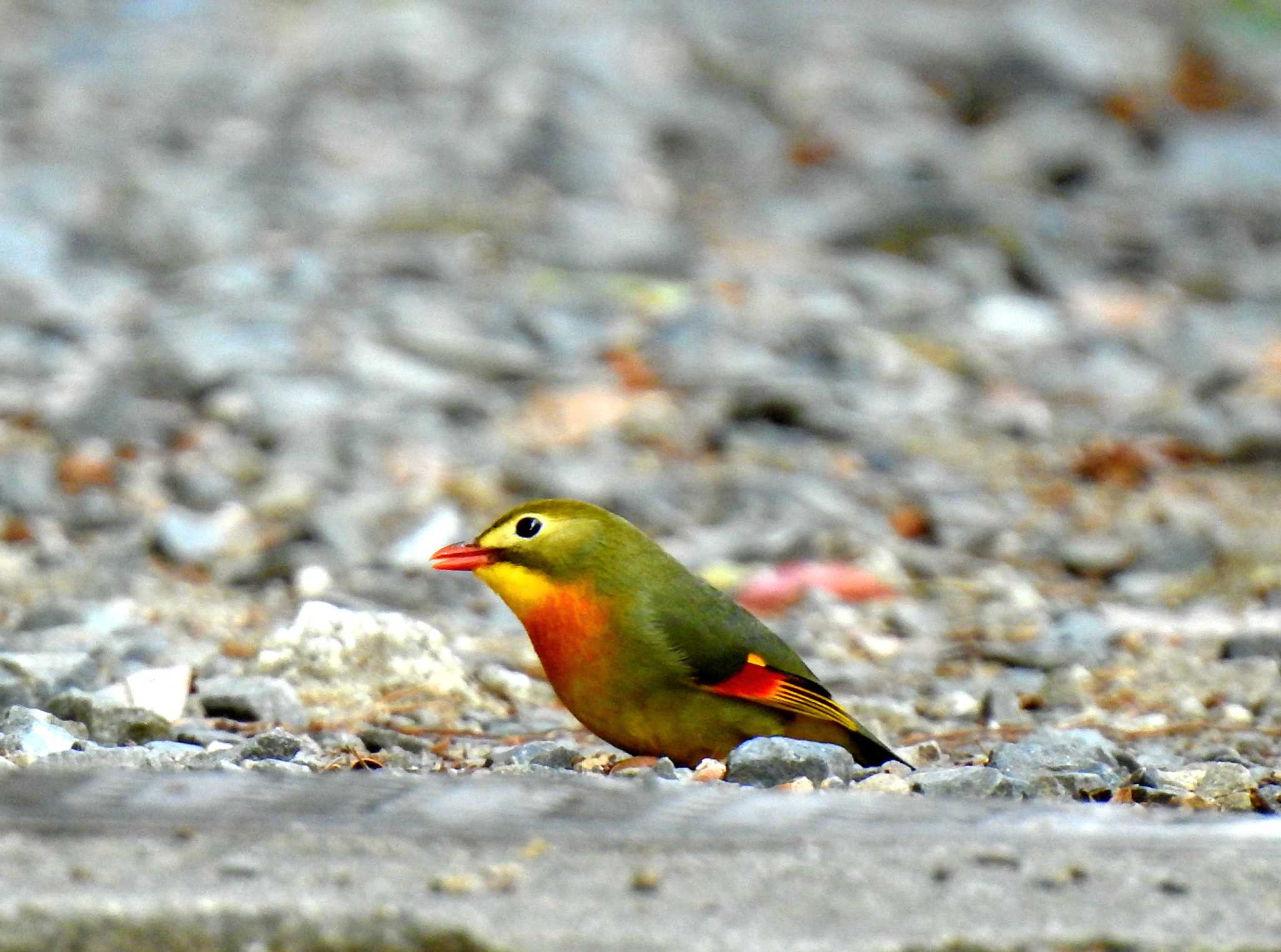 Red-billed Leiothrix