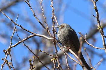 Brown-eared Bulbul Shinjuku Gyoen National Garden Sat, 2/26/2022