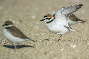 Kentish Plover 兵庫県明石市 Wed, 1/25/2017