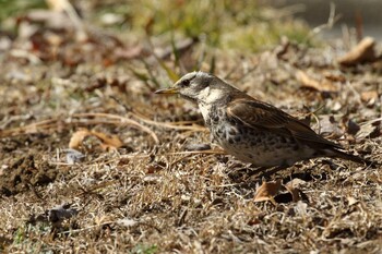 Dusky Thrush Shinjuku Gyoen National Garden Sat, 2/26/2022