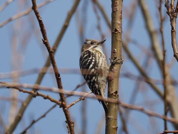 Japanese Pygmy Woodpecker 山田池公園 Fri, 3/11/2022