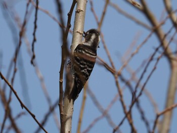 Japanese Pygmy Woodpecker 山田池公園 Fri, 3/11/2022