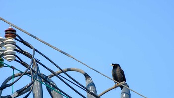 Crested Myna 明石 Sat, 3/12/2022