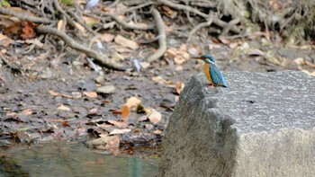 Common Kingfisher 大川、ひょうたん池 Wed, 2/23/2022