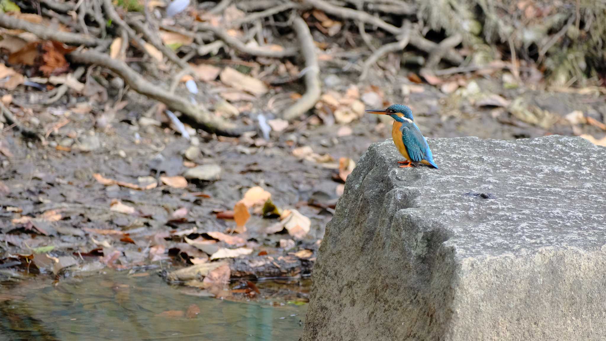 Photo of Common Kingfisher at 大川、ひょうたん池 by ももたろう