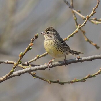 Masked Bunting 武庫川 Sat, 3/12/2022