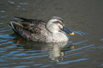 カルガモ 三木山森林公園 2017年2月25日(土)