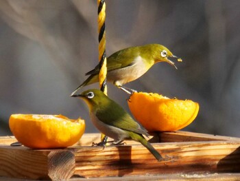 Warbling White-eye 埼玉県 Thu, 3/10/2022