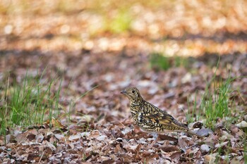 トラツグミ 武蔵野公園 2022年3月12日(土)