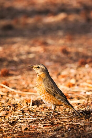 ハチジョウツグミ 武蔵野公園 2022年3月12日(土)