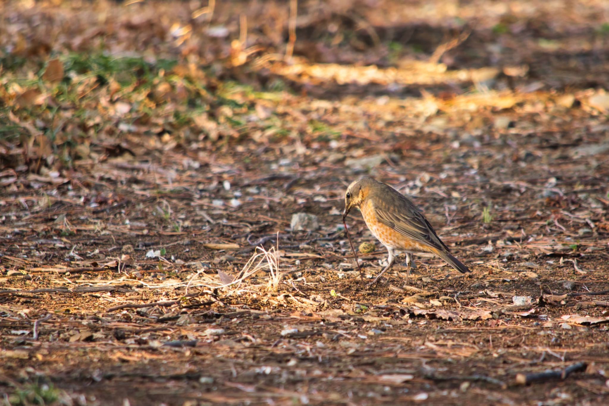 武蔵野公園 ハチジョウツグミの写真 by naturedrop