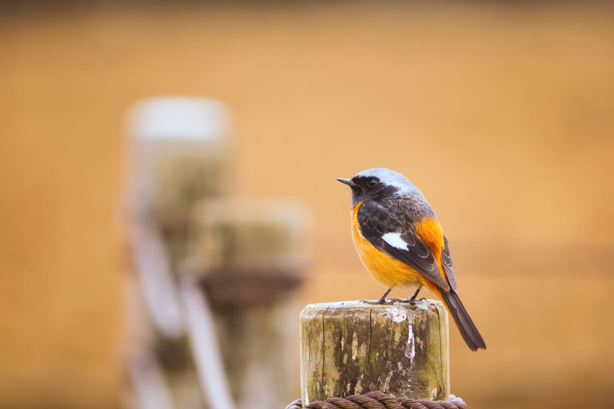 都立狭山公園 ジョウビタキの写真 by naturedrop