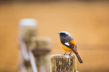 2022年3月6日(日) 都立狭山公園の野鳥観察記録