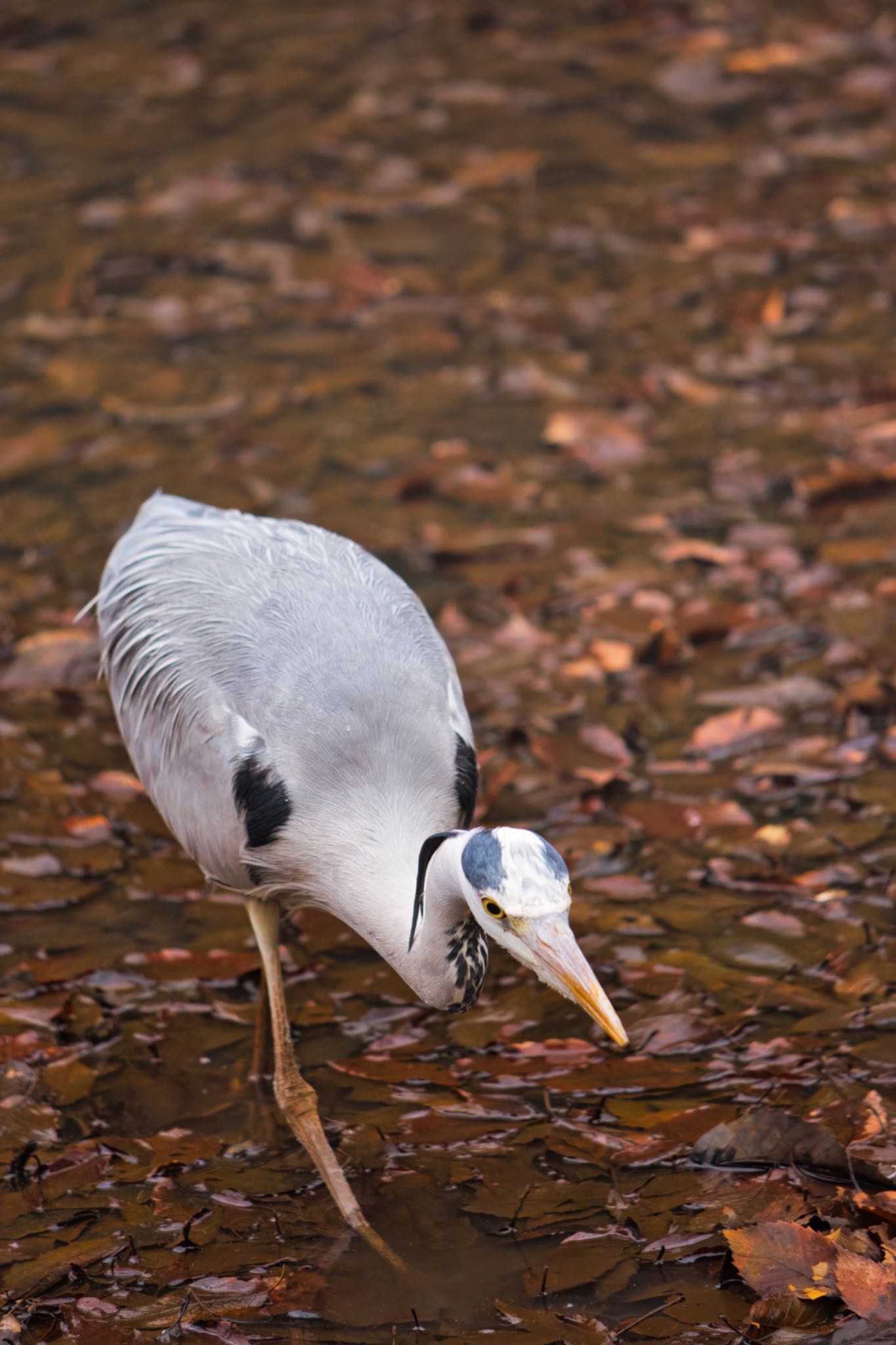 都立狭山公園 アオサギの写真 by naturedrop