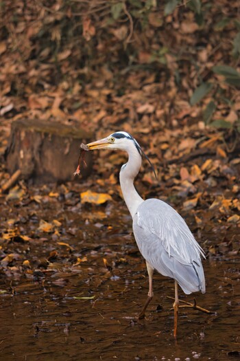 アオサギ 都立狭山公園 2022年3月6日(日)