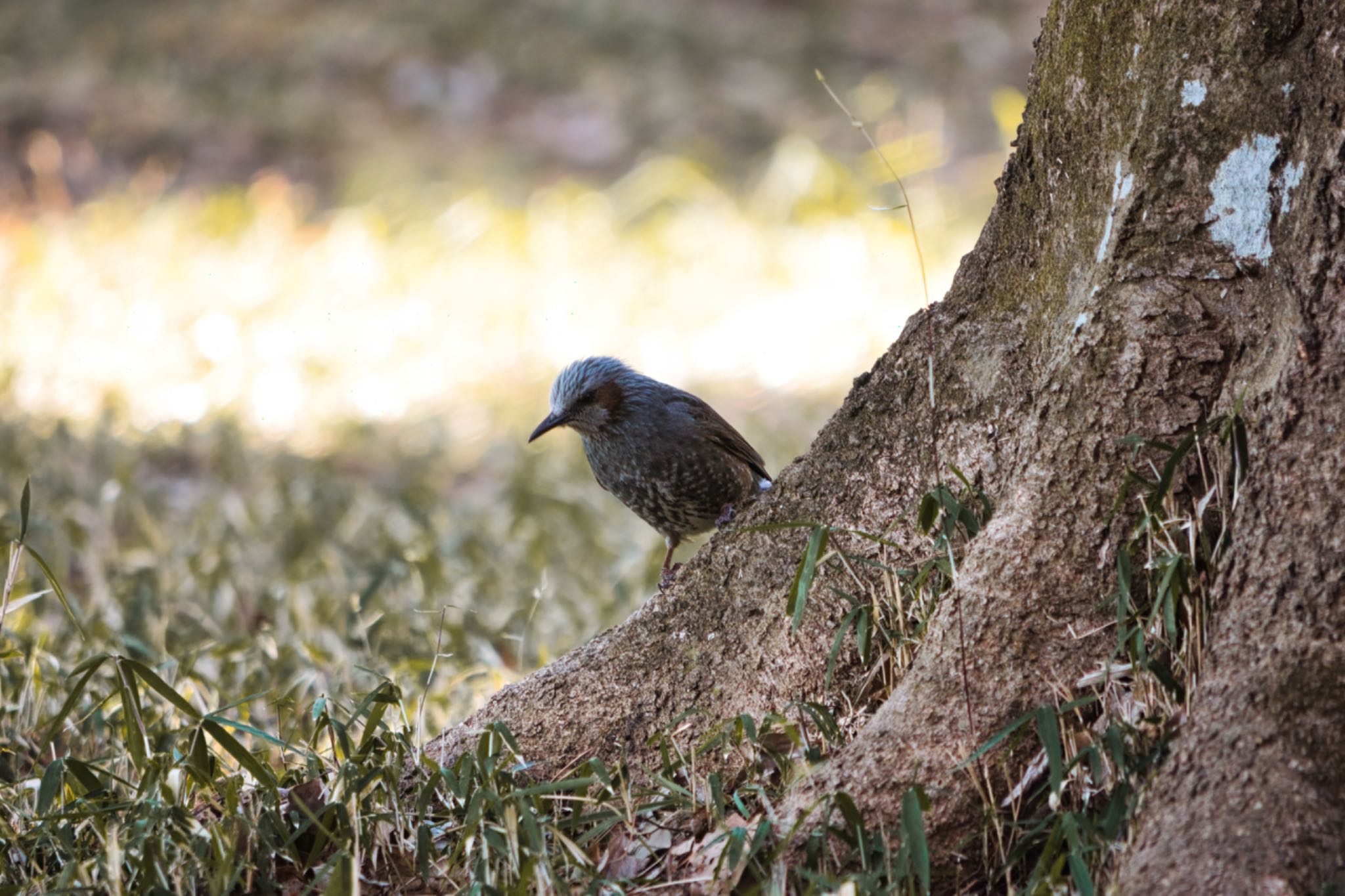 都立狭山公園 ヒヨドリの写真 by naturedrop